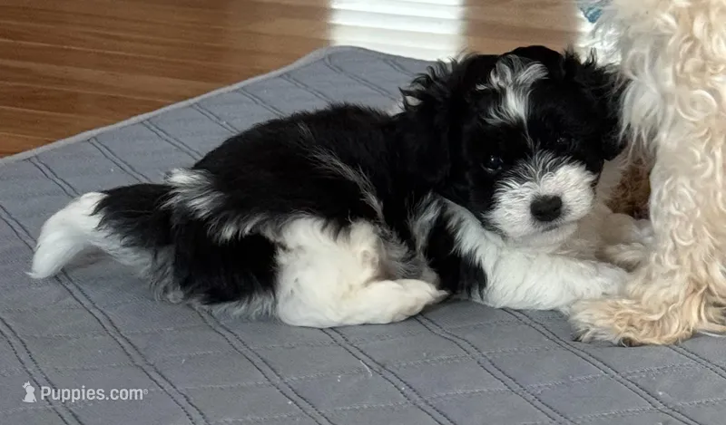 ? – Shih Tzu, Miniature Goldendoodle puppy for sale in Ripley, WV