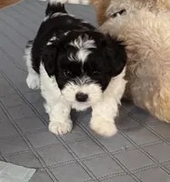 ?, a male Shih Tzu and Miniature Goldendoodle for sale in Ripley, WV – Photo 3 of 6