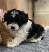 ?, a male Shih Tzu and Miniature Goldendoodle for sale in Ripley, WV – Photo 2 of 6