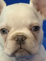 Male Platinum , a male French Bulldog for sale in Montebello, CA – 4 of 5