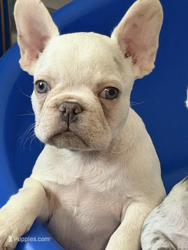 Male Platinum  – French Bulldog puppy for sale in Montebello, CA