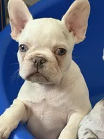 Male Platinum , a male French Bulldog for sale in Montebello, CA – 1 of 5