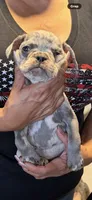 Female Lilac tan Merle , a female French Bulldog for sale in Montebello, CA – 3 of 4