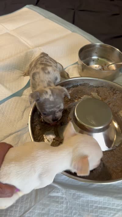 Male Lilac , a male French Bulldog for sale in Montebello, CA – 4 of 5
