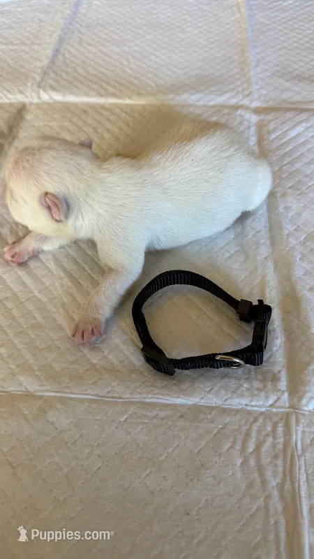 Platinum (white) Male – French Bulldog puppy for sale in Montebello, CA