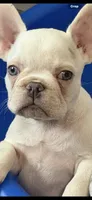 Male Platinum , a male French Bulldog for sale in Montebello, CA – 5 of 5