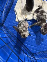 Male Lilac Tan Merle, a male French Bulldog for sale in Montebello, CA – 3 of 3
