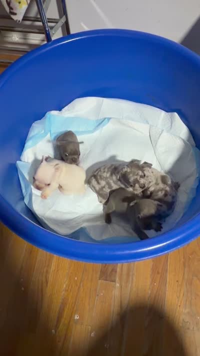 Merle Female, a female French Bulldog for sale in Montebello, CA – 3 of 3