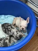 Male Lilac Tan Merle, a male French Bulldog for sale in Montebello, CA – 2 of 3