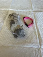 Merle Female, a female French Bulldog for sale in Montebello, CA – 2 of 3