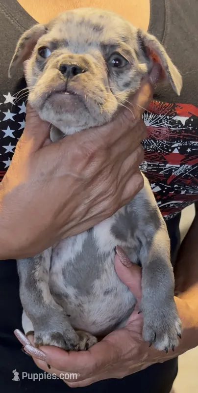Female Lilac tan Merle  – French Bulldog puppy for sale in Montebello, CA