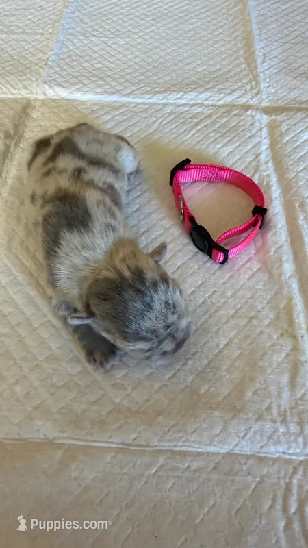 Merle Female – French Bulldog puppy for sale in Montebello, CA