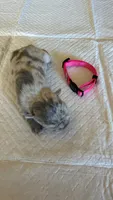 Merle Female, a female French Bulldog for sale in Montebello, CA – 1 of 3