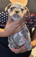 Female Lilac tan Merle , a female French Bulldog for sale in Montebello, CA – 4 of 4