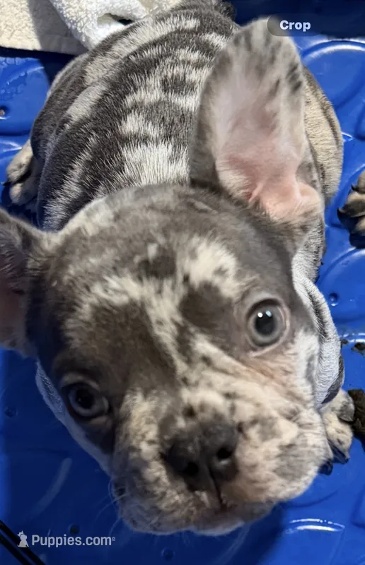 Male Lilac Tan Merle – French Bulldog puppy for sale in Montebello, CA