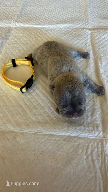 Lilac Female – French Bulldog puppy for sale in Montebello, CA