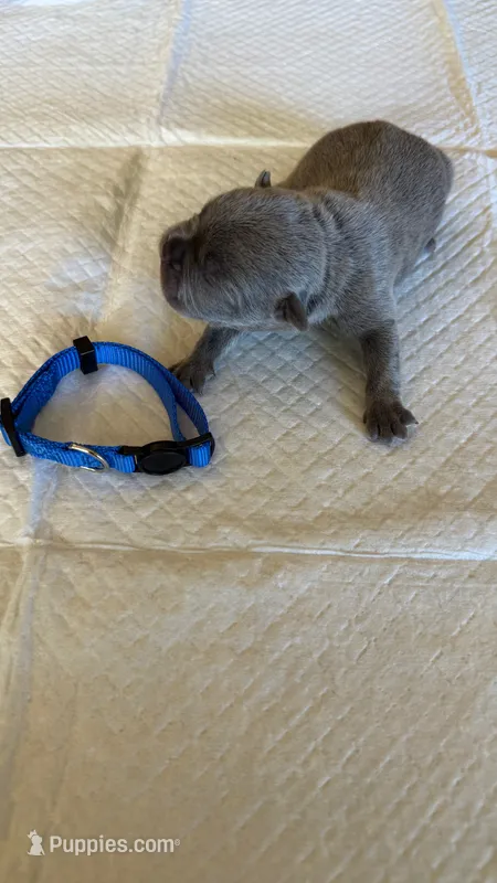 Lilac Male – French Bulldog puppy for sale in Montebello, CA
