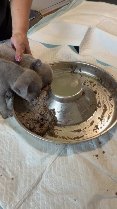 Male Lilac , a male French Bulldog for sale in Montebello, CA – 5 of 5