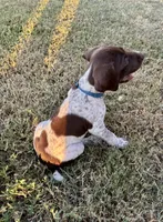 Blue boy, a male German Shorthaired Pointer for sale in Stillwater, OK – 9 of 10
