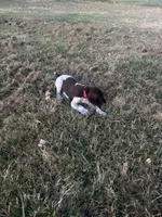 Red Boy, a male German Shorthaired Pointer for sale in Stillwater, OK – 10 of 10