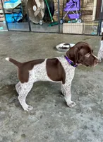 Purple girl, a female German Shorthaired Pointer for sale in Stillwater, OK – 6 of 10