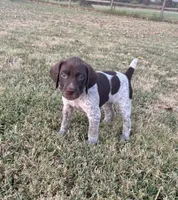 Yellow girl, a female German Shorthaired Pointer for sale in Stillwater, OK – 10 of 10