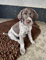 Purple girl, a female German Shorthaired Pointer for sale in Stillwater, OK – 5 of 10