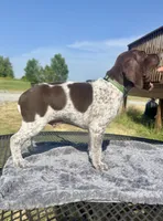 Green boy, a male German Shorthaired Pointer for sale in Stillwater, OK – 2 of 10