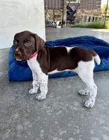 Pink Girl, a female German Shorthaired Pointer for sale in Stillwater, OK – 9 of 10
