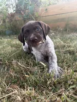 Yellow girl, a female German Shorthaired Pointer for sale in Stillwater, OK – 5 of 10