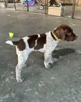 Yellow girl, a female German Shorthaired Pointer for sale in Stillwater, OK – 3 of 10