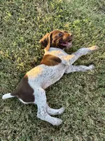 Blue boy, a male German Shorthaired Pointer for sale in Stillwater, OK – 6 of 10