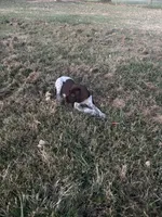 Red Boy, a male German Shorthaired Pointer for sale in Stillwater, OK – 8 of 10
