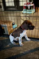 Red Boy, a male German Shorthaired Pointer for sale in Stillwater, OK – 4 of 10