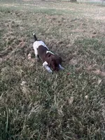 Red Boy, a male German Shorthaired Pointer for sale in Stillwater, OK – 9 of 10