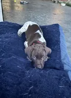 Red Boy, a male German Shorthaired Pointer for sale in Stillwater, OK – 3 of 10