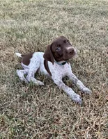 Blue boy, a male German Shorthaired Pointer for sale in Stillwater, OK – 5 of 10