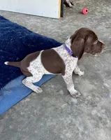 Purple girl, a female German Shorthaired Pointer for sale in Stillwater, OK – 3 of 10