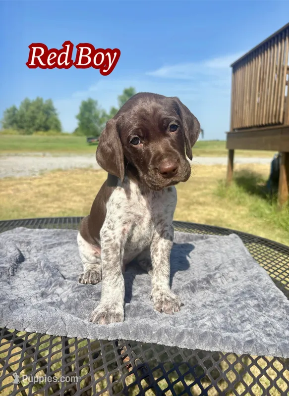 Red Boy – German Shorthaired Pointer puppy for sale in Stillwater, OK