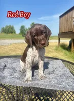 Red Boy, a male German Shorthaired Pointer for sale in Stillwater, OK – 1 of 10