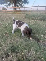 Yellow girl, a female German Shorthaired Pointer for sale in Stillwater, OK – 8 of 10