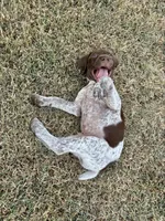 Green boy, a male German Shorthaired Pointer for sale in Stillwater, OK – 9 of 10