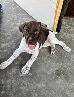 Pink Girl, a female German Shorthaired Pointer for sale in Stillwater, OK – 8 of 10