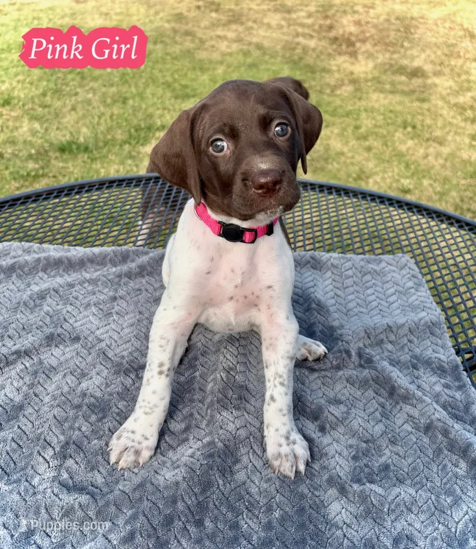 Pink Girl – German Shorthaired Pointer puppy for sale in Stillwater, OK