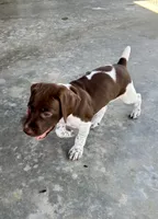 Pink Girl, a female German Shorthaired Pointer for sale in Stillwater, OK – 3 of 10