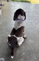 Purple girl, a female German Shorthaired Pointer for sale in Stillwater, OK – 7 of 10