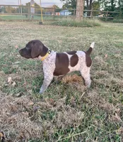Yellow girl, a female German Shorthaired Pointer for sale in Stillwater, OK – 6 of 10