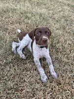 Blue boy, a male German Shorthaired Pointer for sale in Stillwater, OK – 8 of 10