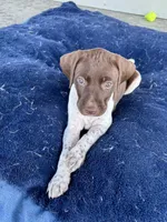 Pink Girl, a female German Shorthaired Pointer for sale in Stillwater, OK – 10 of 10