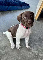 Pink Girl, a female German Shorthaired Pointer for sale in Stillwater, OK – 2 of 10